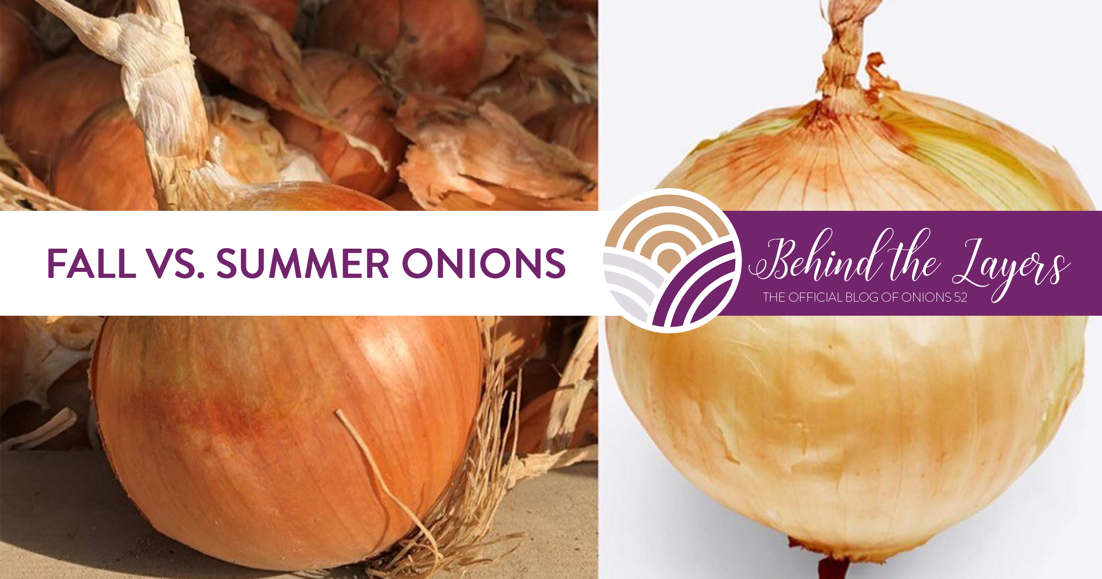 Fall vs. Summer Onions!
