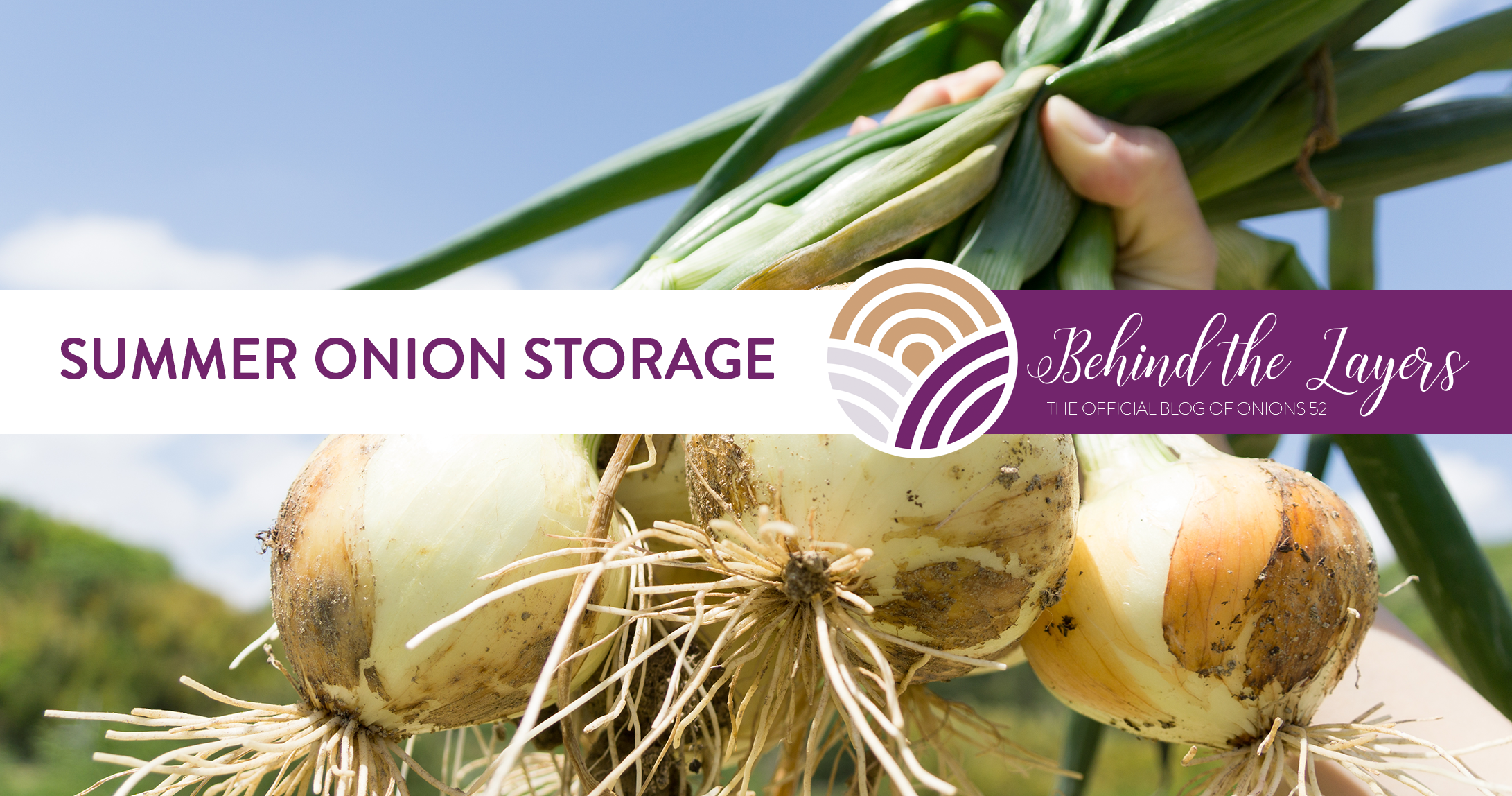 Summer Onions – Storage Tips and Summer Recipes!